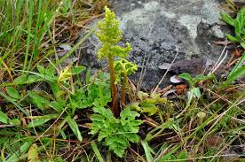 Attēlu rezultāti vaicājumam “Botrychium multifidum”