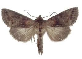 Attēlu rezultāti vaicājumam “Abrostola tripartita”