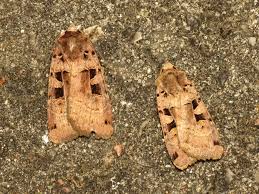 Attēlu rezultāti vaicājumam “Xestia triangulum”