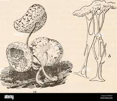 Attēlu rezultāti vaicājumam “Clastoderma debaryanum”