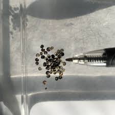 Attēlu rezultāti vaicājumam “Malva moschata alba fruit”