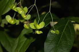 Attēlu rezultāti vaicājumam “Euonymus verrucosus fruit”