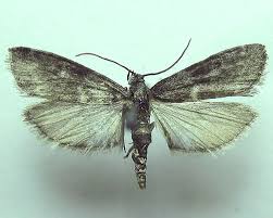 Attēlu rezultāti vaicājumam “Ortholepis betulae”