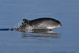 Image result for Phocoena phocoena
