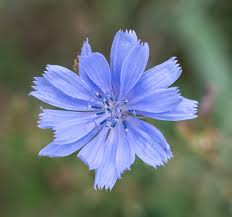 Image result for Cichorium intybus