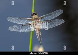 Attēlu rezultāti vaicājumam “Libellula quadrimaculata imago”