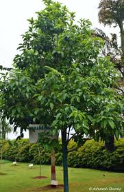 Attēlu rezultāti vaicājumam “Cribraria rubiginosa”