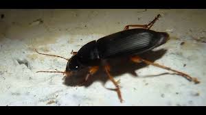 Attēlu rezultāti vaicājumam “Pseudoophonus rufipes”