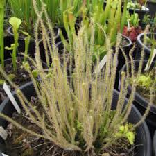 Attēlu rezultāti vaicājumam “Drosera x obovata”