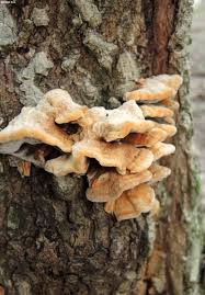 Attēlu rezultāti vaicājumam “Inonotus rheades”