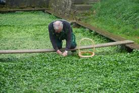 Image result for Brunnenkresse