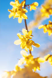 Attēlu rezultāti vaicājumam “Forsythia suspensa flower”