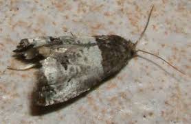 Attēlu rezultāti vaicājumam “Notocelia roborana”