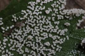 Attēlu rezultāti vaicājumam “Physarum cinereum macro”