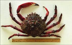 Image result for Maja brachydactyla