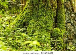 Attēlu rezultāti vaicājumam “Hypnum cupressiforme”