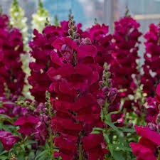Image result for Antirrhinum majus
