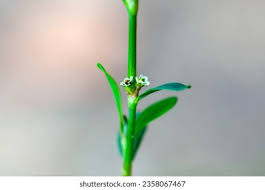Attēlu rezultāti vaicājumam “Polygonum arenastrum flower”