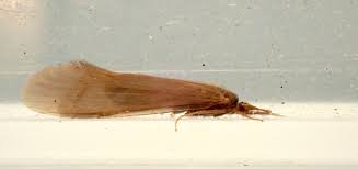 Attēlu rezultāti vaicājumam “Oecetis ochracea”