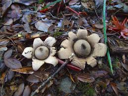 Attēlu rezultāti vaicājumam “Geastrum fimbriatum”