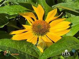 Attēlu rezultāti vaicājumam “Echinacea purpurea bud”