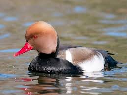 Image result for Netta rufina