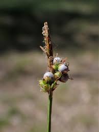 Attēlu rezultāti vaicājumam “Carex globularis flower”