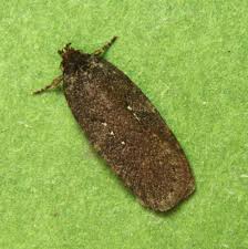 Attēlu rezultāti vaicājumam “Agonopterix ciliella”