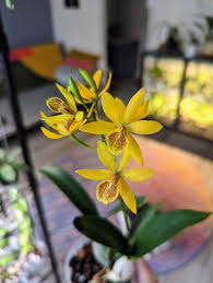 Attēlu rezultāti vaicājumam “Carex globularis flower”