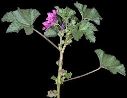 Image result for Malva sylvestris var. mauritiana