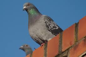 Attēlu rezultāti vaicājumam “Columba livia f. domestica”