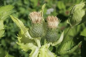 Attēlu rezultāti vaicājumam “Cirsium oleraceum leaf”