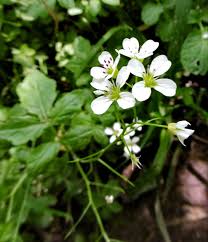 Attēlu rezultāti vaicājumam “Cardamine amara flower”