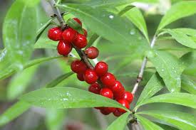 Attēlu rezultāti vaicājumam “Daphne mezereum fruit”