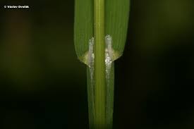 Attēlu rezultāti vaicājumam “Poa remota”