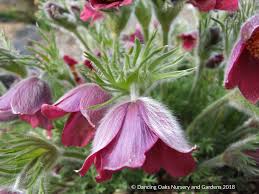 Image result for Pulsatilla