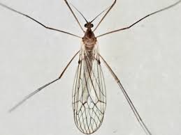 Attēlu rezultāti vaicājumam “Trichocera”