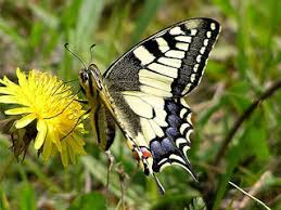Attēlu rezultāti vaicājumam “Papilio machaon upperside”
