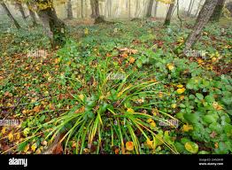 Attēlu rezultāti vaicājumam “Carex sylvatica fruit”