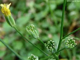Attēlu rezultāti vaicājumam “Lapsana communis flower”