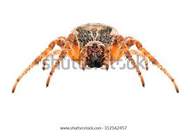 Attēlu rezultāti vaicājumam “Larinioides cornutus female”