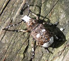 Attēlu rezultāti vaicājumam “Platystomos albinus”