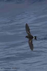 Image result for Oceanodroma castro