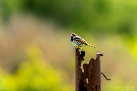 Image result for Passer hispaniolensis