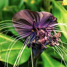Image result for Tacca chantrieri
