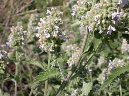 Image result for Nepeta cataria