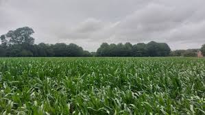 Image result for Aldingbourne Tennis Club