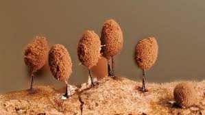 Attēlu rezultāti vaicājumam “Lamproderma violaceum spores”