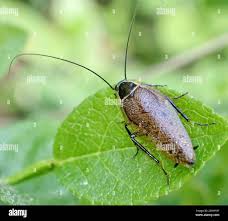 Attēlu rezultāti vaicājumam “Ectobius sylvestris female”