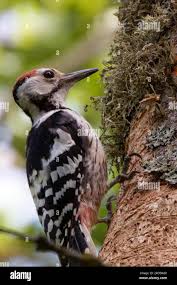 Attēlu rezultāti vaicājumam “Dendrocopos leucotos male”